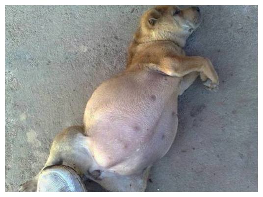 小土狗一动不动奄奄一息四肢无力,土狗怀孕小狗死肚子里了