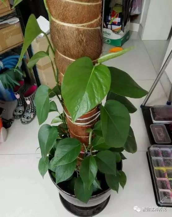 自制绿萝棕柱视频,自制绿萝柱子