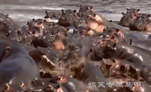 搞笑gif图再不逃就来不及了,搞笑gif趣图给我点面子行不行