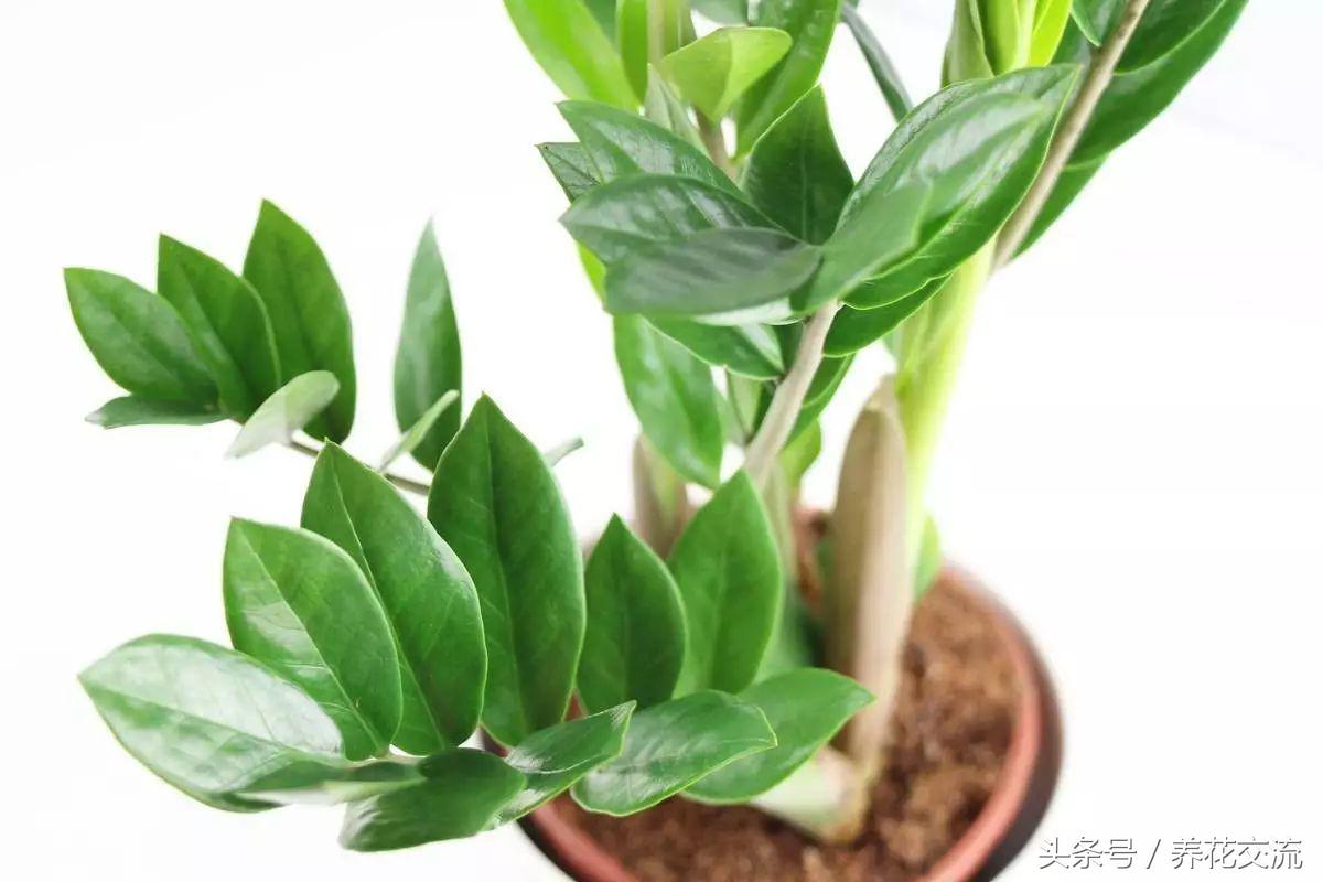 金钱树一年能长几个侧枝,金钱树冬天怎么养枝繁叶茂侧枝多