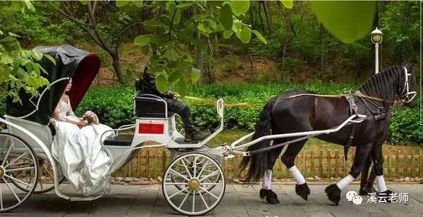 儿子说,妈妈,这样的驴也给我买一只吧