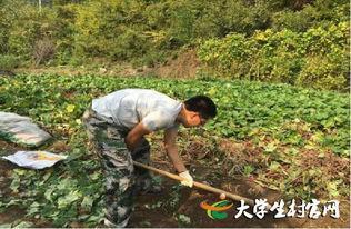 当村官的好处多,大学生回村当村官有前途吗