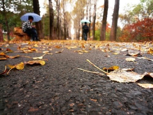 快速自制营养土最简单的方法,家中种菜自制营养土简单又实用