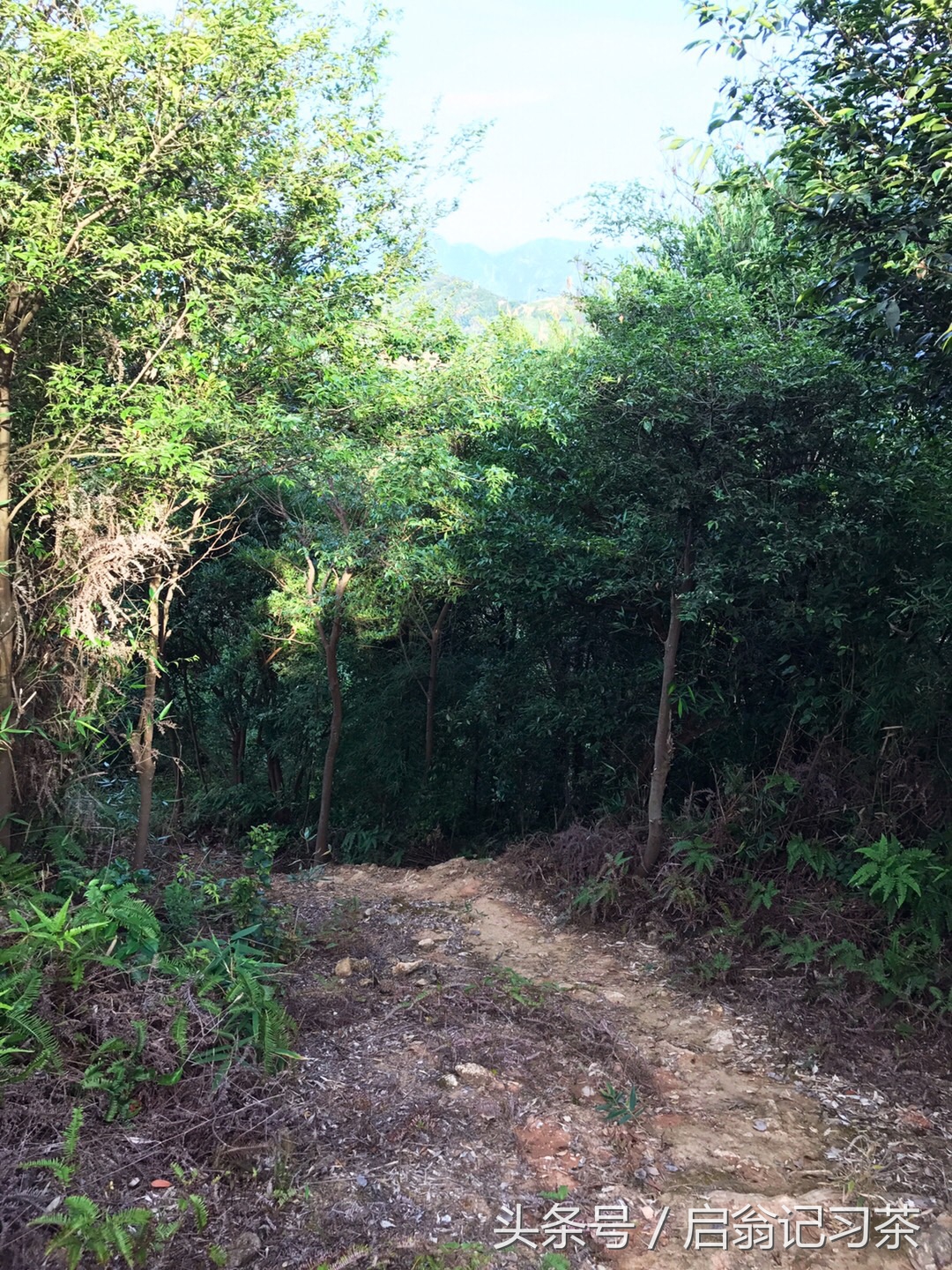 有关茶叶的回甘生津的视频,茶叶苦回味甘甜是什么茶