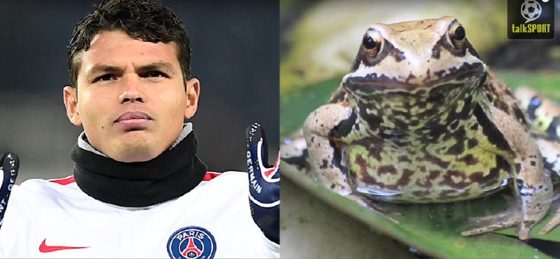 太像了！太像了！你喜欢的足球运动员像什么动物？