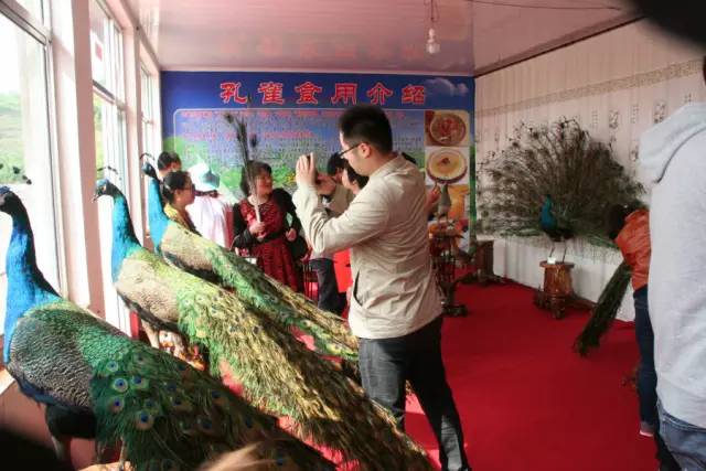 乳山大秧歌历史渊源,乳山旱稻