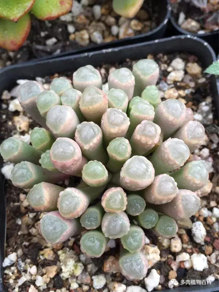 多肉吸收露水会长得更好吗,露养多肉有露水怎么办