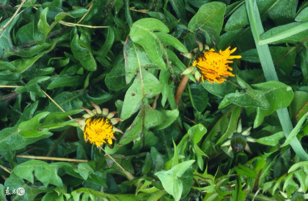 什么野菜可以吃也可入药,常见一种野菜有一定的药用价值