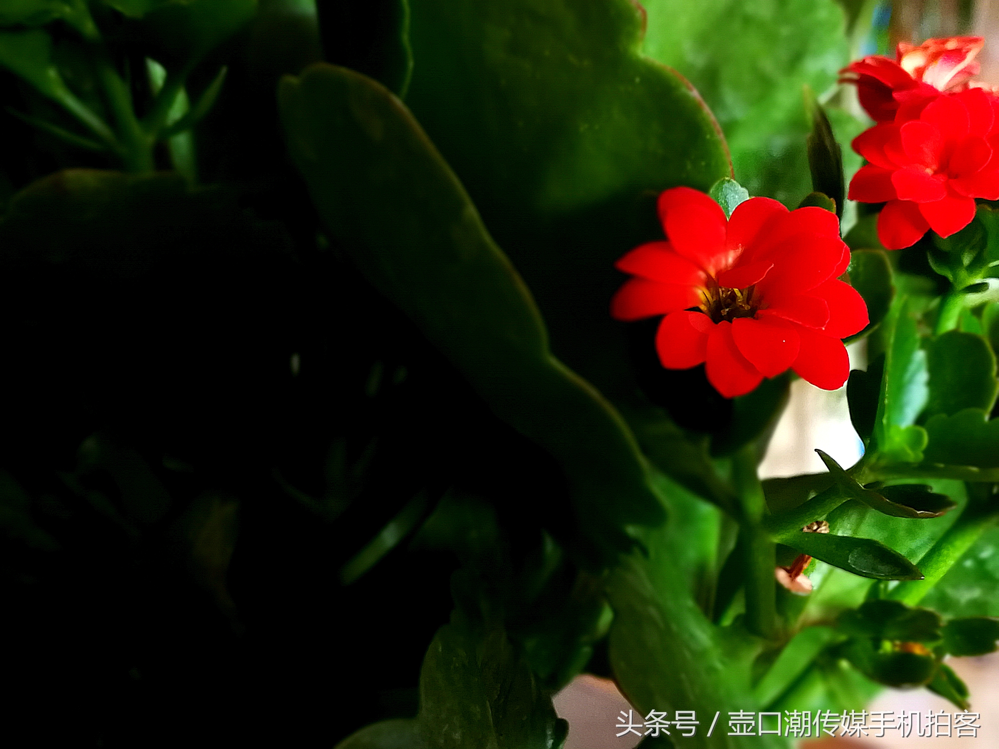 临汾:手机拍拍工作室的花~再好的装修也比不了和大自然和谐相处