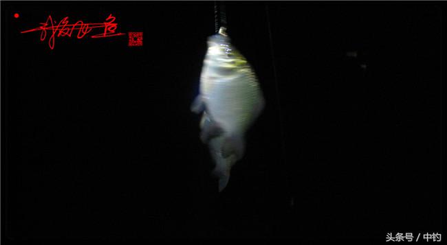 乌河湿地公园夜钓鱼,乌水边夜钓