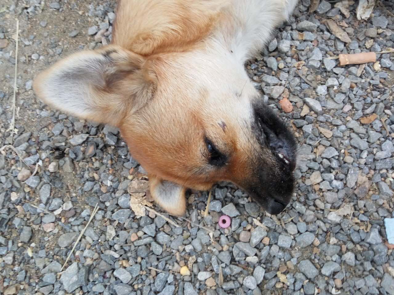 泰迪狗死了女子大哭,小奶狗泰迪突然死了怎么回事