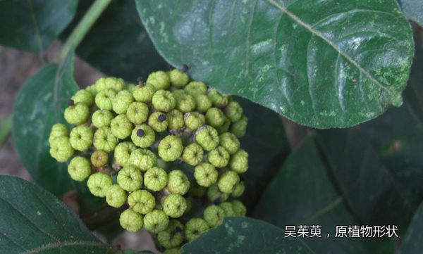 有一种上火不能喝凉茶