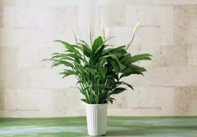 花卉摆放位置有讲究,风水上可以招财的花卉植物