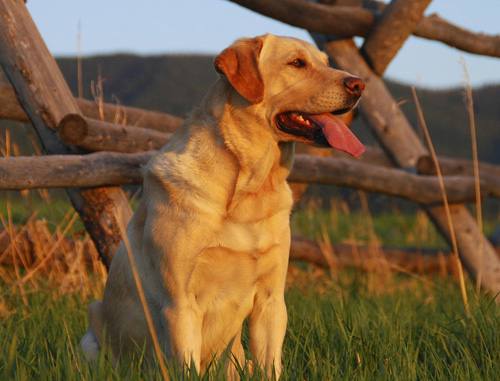 金毛犬拉稀怎么办细心观察病情变化