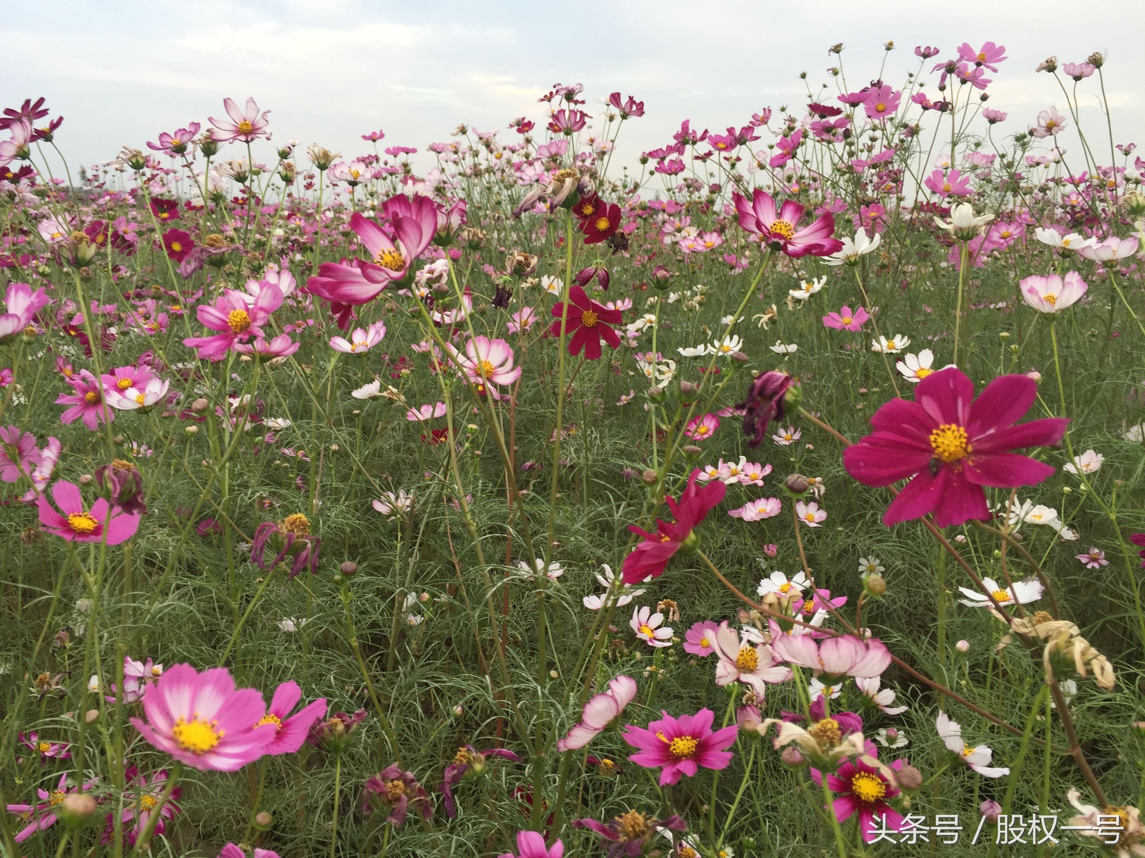 红孩子创始人是哪四个,红孩子倒闭