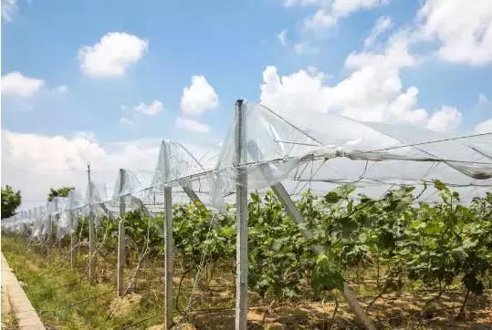 喜讯捎给总书记｜山东临沂*克王**昌家：当年“支前模范村”如今“特色产业村”