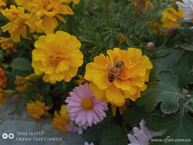 金立m7到底有多厉害,金立m7深度分析