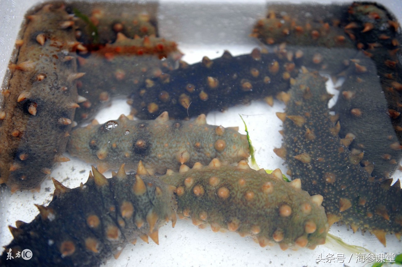 泡发好海参怎么做简单又好吃,海参有保质期吗如何泡发海参
