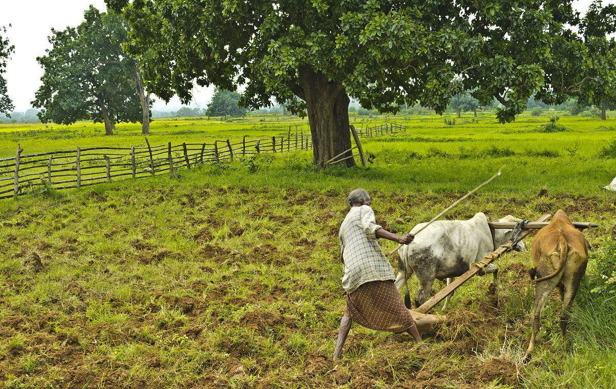 印度经济到底怎么样啊,印度经济社会真实情况