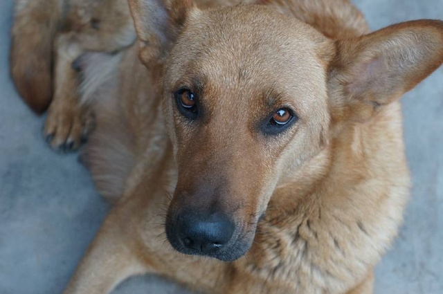 土狗预防细小打什么疫苗,土狗打疫苗多少钱一针