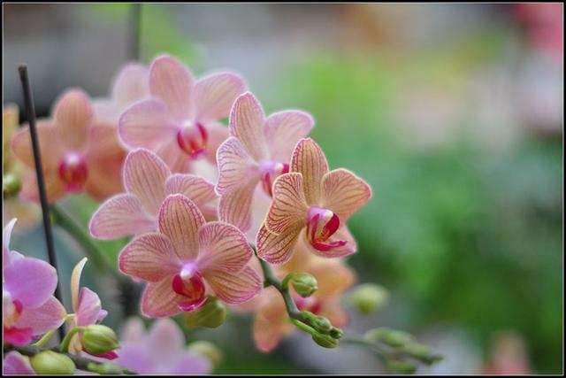 买花时注意2点预防被骗,去花市买花需要注意什么