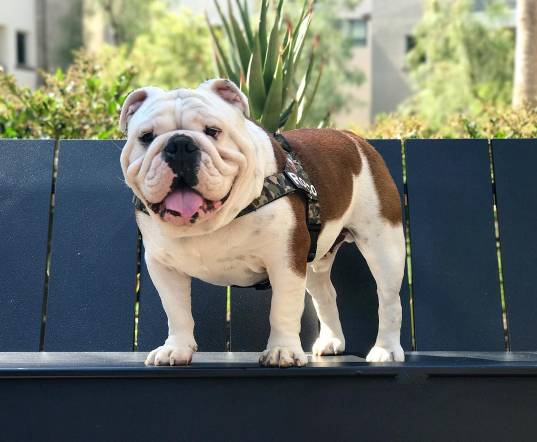 英斗受到惊吓一直哈气,英斗吃饭太兴奋