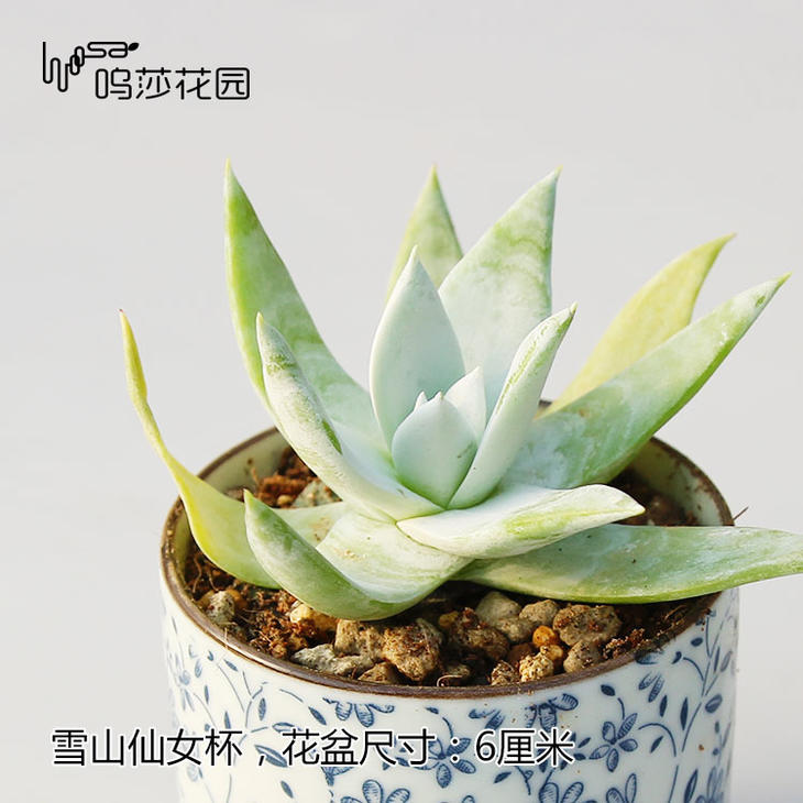 肉肉叶片上的黑点是什么,肉肉掉下的叶片怎么栽培