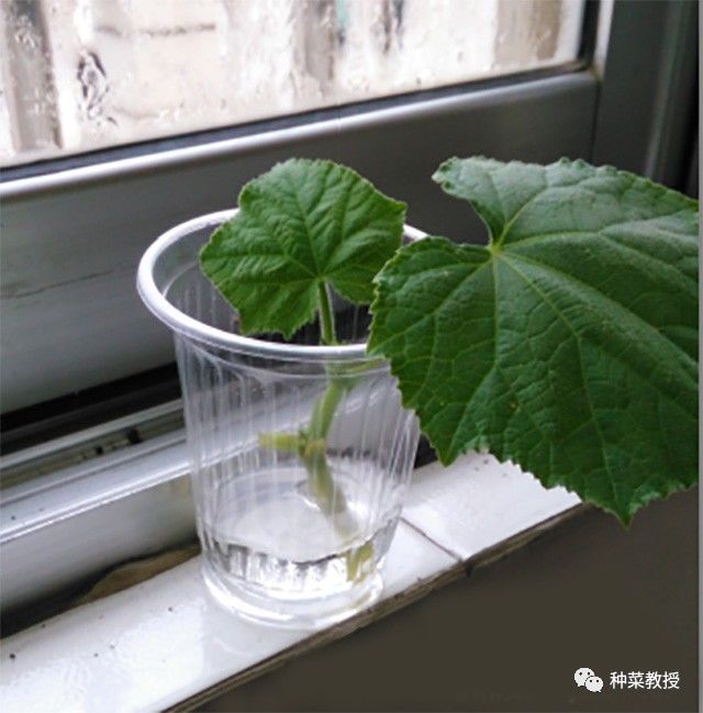 阳台种菜根部烂掉什么原因,阳台种菜黄瓜怎么种植