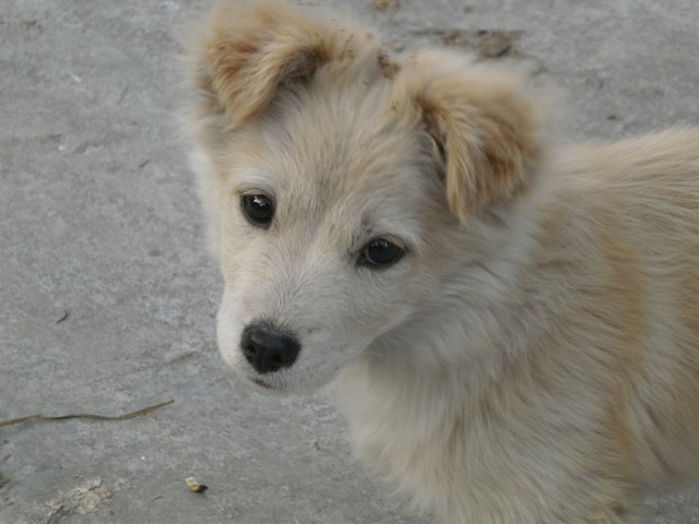 土狗预防细小打什么疫苗,土狗打疫苗多少钱一针