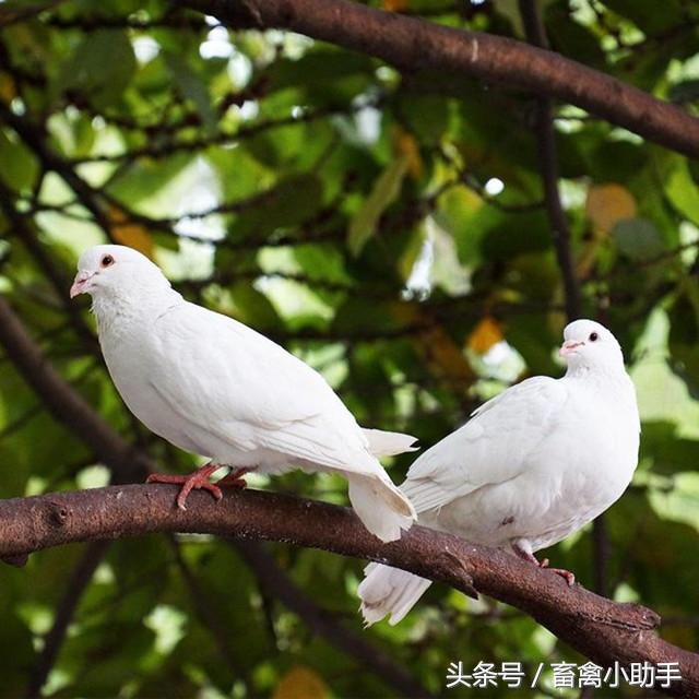 鸽病治疗人用药,判断鸽病最简单方法