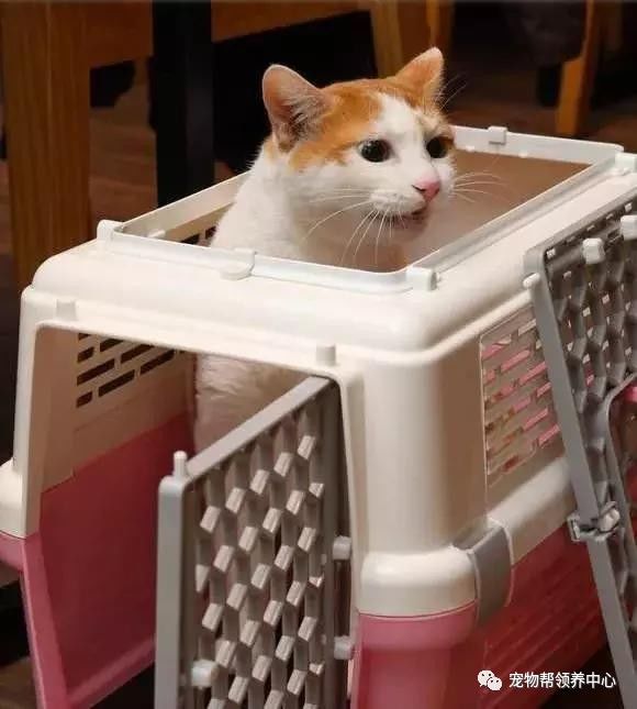 张信哲捡破烂开飞机,张信哲养的宠物