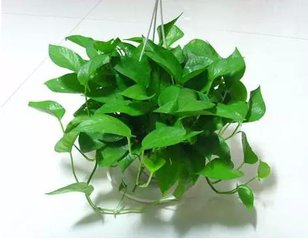 小叶绿萝是什么样,小叶绿萝变大叶绿萝过程