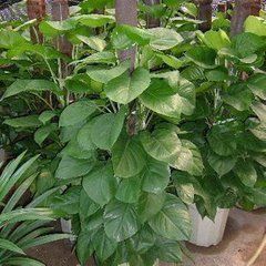 小叶绿萝是什么样,小叶绿萝变大叶绿萝过程