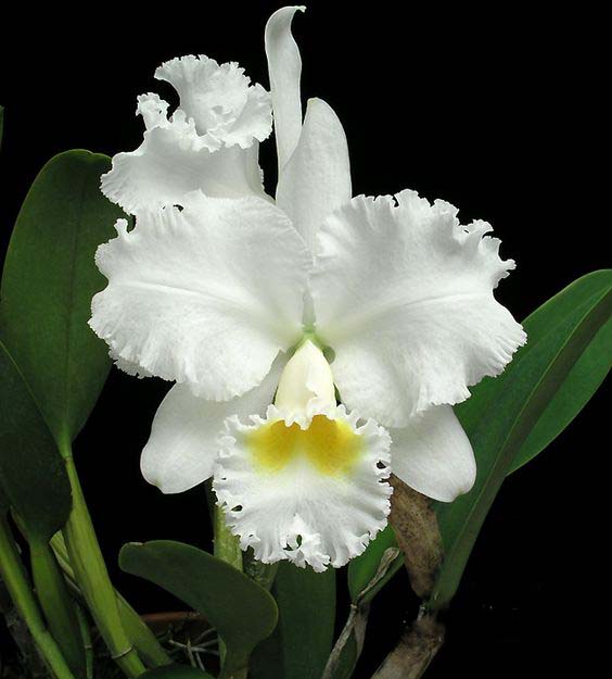 兰花寓意坚强象征着高洁傲骨之风,兰花代表怎样的高洁品质