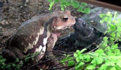 新手养乌龟冬天怎么养,冬天乌龟可以直接在鱼缸里过冬吗