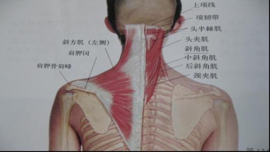 肩膀斜方肌是怎么来的,肩膀斜方肌怎么快速改善