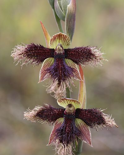 兰花寓意坚强象征着高洁傲骨之风,兰花代表怎样的高洁品质
