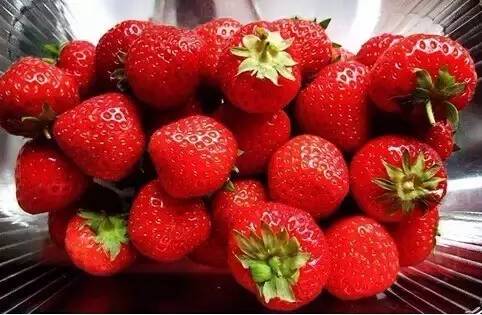 踏青采草莓的方法,春游草莓园