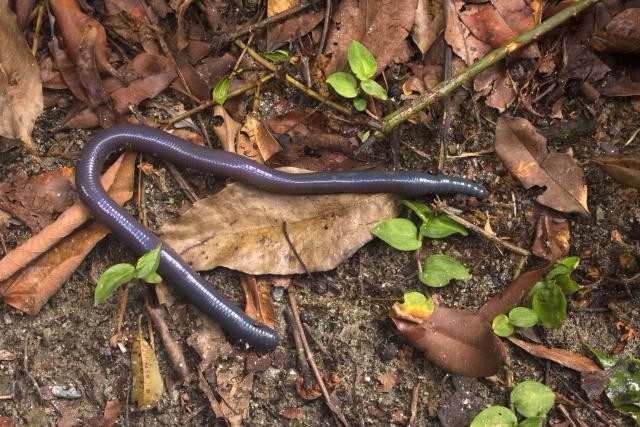 地球上5种罕见的巨型生物,地球上最大的十大巨型生物