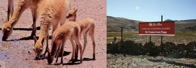 冬天戴羊毛围巾好还是羊绒围巾好,围巾羊毛跟羊绒的区别哪个好