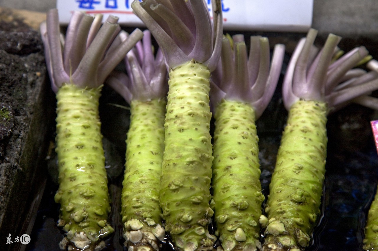 植物山葵长什么样子,山葵这种植物怎么种