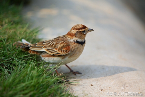 想养一只小鸟好吗,想养一只鸟