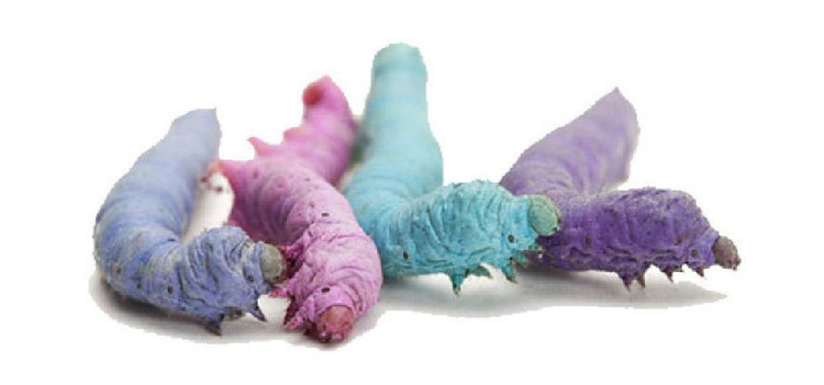 五彩缤纷的蚕宝宝,如何养五颜六色的蚕宝宝