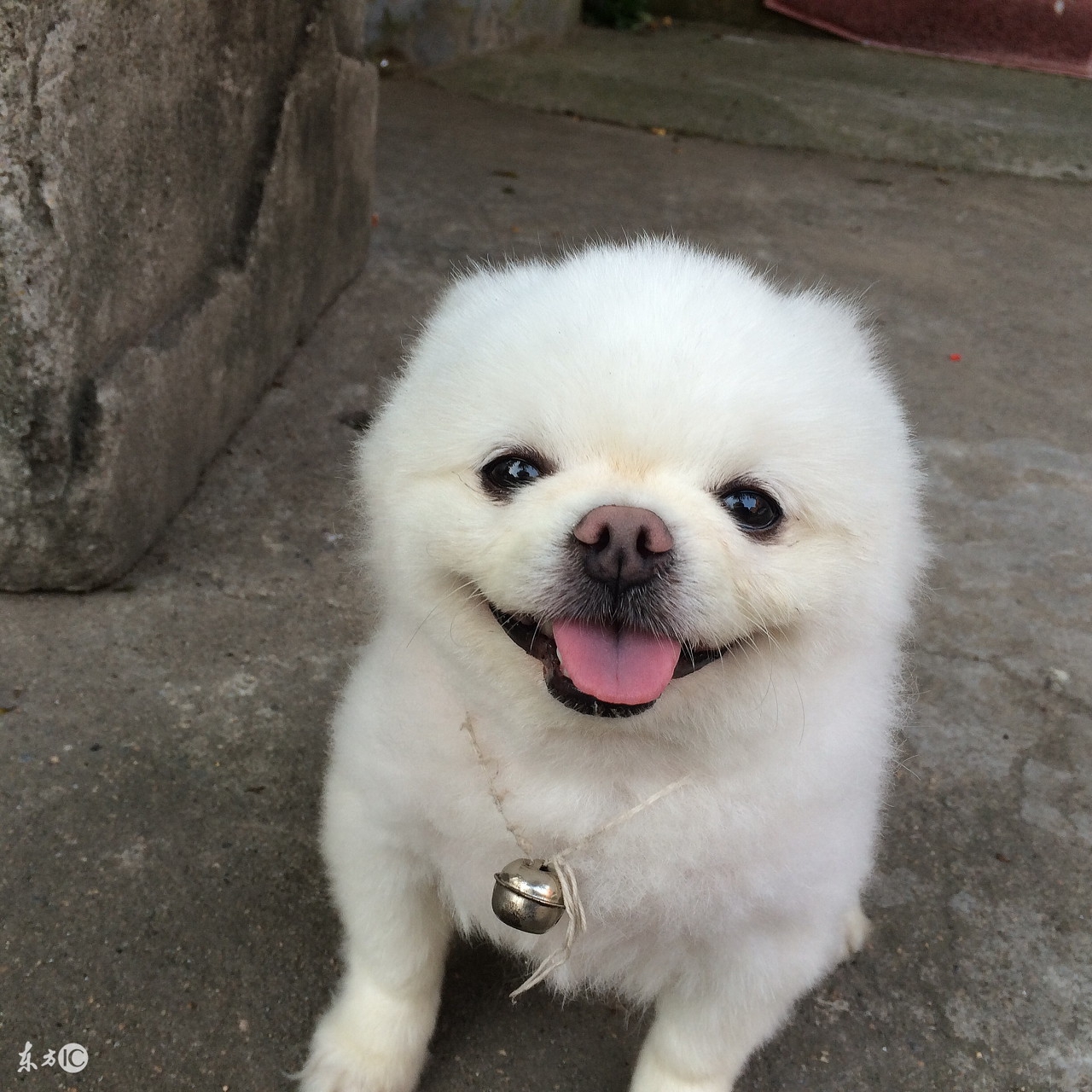 博美宠物狗的名字大全集,世界名犬品种大全小型犬