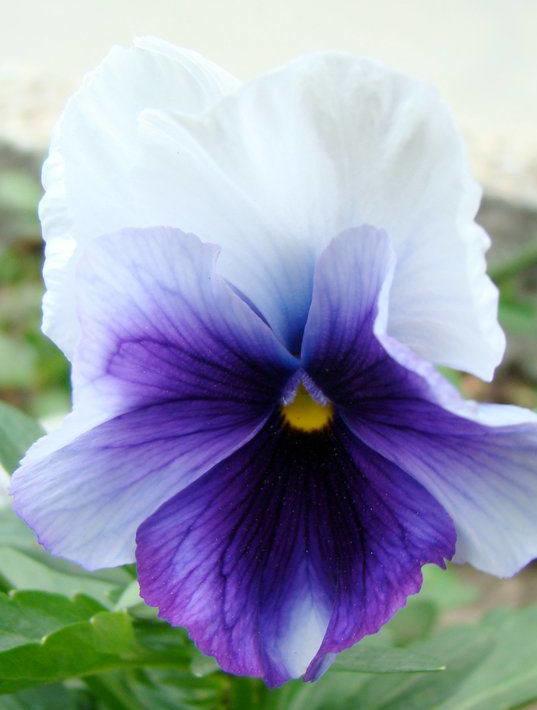 三色堇的养殖方法和注意事项,三色堇花大全