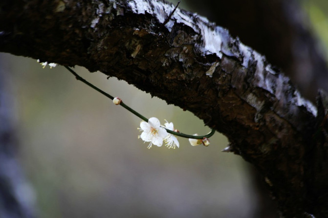 那一片花海原版视频,那一片香雪海