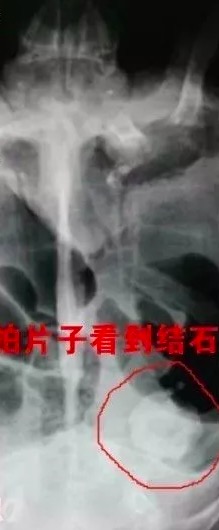 有哪些陆龟是可以养的,陆龟到底要不要排酸