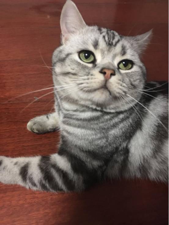 iphonexfaceid怎么用,iphonexfaceid更换