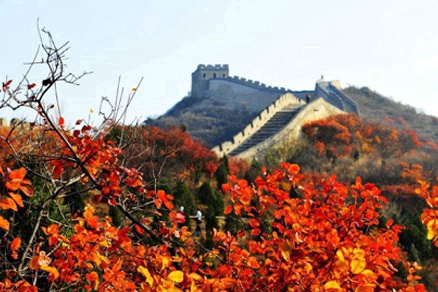 北京不容错过的赏花路线,北京香山红叶林观看最佳时间