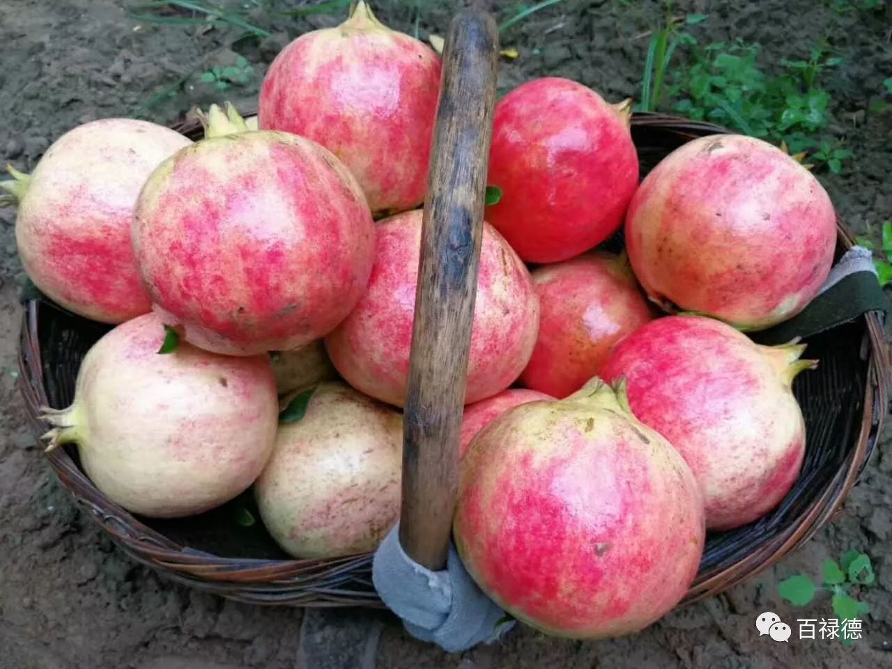 软籽石榴和硬籽石榴的区别是什么,软籽石榴和硬籽石榴有什么区别